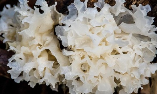 青木瓜牛奶汤的做法-木瓜青瓜牛奶榨汁有减肥功效吗网 | 木瓜青瓜牛奶榨汁有减肥功效吗视频,青木瓜木瓜炖牛奶怎么做
